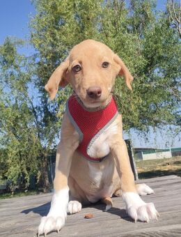 Kylie - der perfekte Familienhund - Schlitz