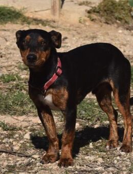 Liebenswerter Pinschermixjunge Gunter - Berlin