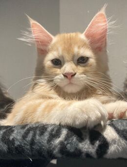 Perser Maine Coon Kätzchen - Vechta