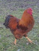 Schöne Junge Zwerg Wyandotten Hähne abzugeben in 84539
