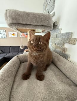 Süße reinrassige Britische Kurzhaar Kitten - Pfreimd