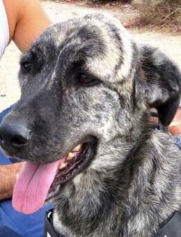 Ayana, freundlich, lernwillig, offen - Westerholt