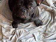 Französische Bulldogge Hündin - Detmold
