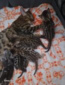 Bengal Kitten geboren 29.06.2025 in 21031