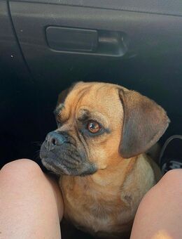 Frieda sucht Zuhause - Ibbenbüren