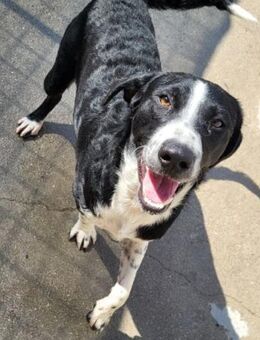 Rüdenbub ♥Vince♥ unser kleiner Prinz ♥ - Hamburg