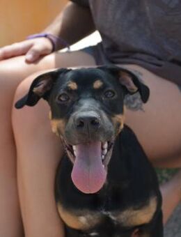 Atenea wartet auf ihr neues Zuhause - Duisburg