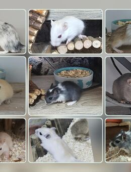 Süße Rennmäuse, Babys/Jungtiere - Drakenburg