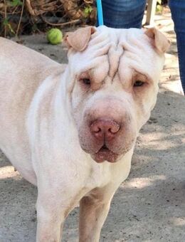 Linsy sucht ein liebevolles Zuhause - Laatzen