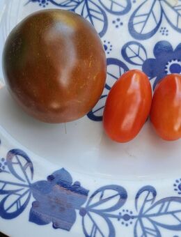 Tomatensamen - Gerstungen