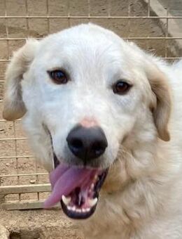 BERLINO - stolz und aktiv - Dänischenhagen