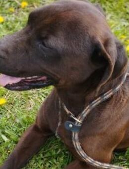 Liebenswerter Betjar wartet auf Euch - Olsberg