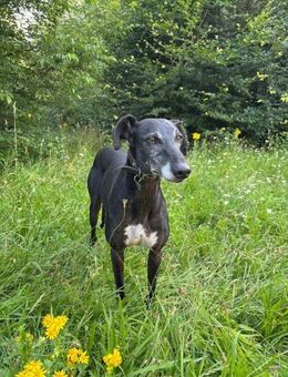 DUQUE sucht sein eigenes Sofa! - Saarbrücken