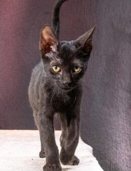 Sunny, ein verspieltes Katzenkind - Brunstorf