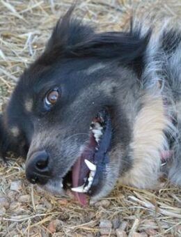 Sybill -kann endlich auf 4 Pfoten laufen - Mettmann