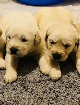 Labrador Welpen - München