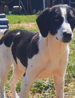 Lizy sucht ihr endgültiges Zuhause - Sehnde