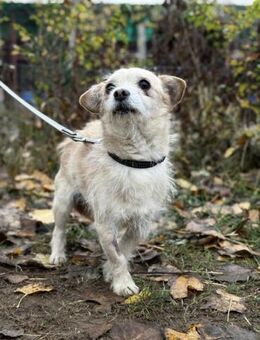 Der kleine Mufi liebt Streicheleinheiten - Heinsberg