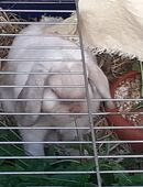 weißes Widder Kaninchen 1 Jahr alt mit großem Käfig in 14482