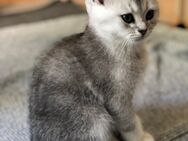 Reinrassiges BKH Kitten sucht seine Menschen. - Siegen (Universitätsstadt) Geisweid