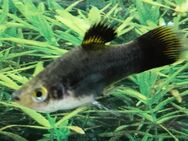 Platy schwarz - Hohenroth