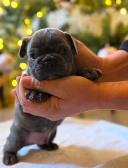Zuckersüße Französische Bulldoggen-Welpen suchen ein liebevolles Zuhause! - Aschersleben