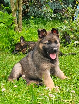 Deutsche Schäferhund Welpen - Zeulenroda-Triebes