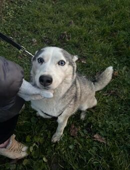 Lana sucht ihr liebevolles Zuhause - Finning