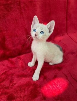 ❤️ Katzenbabys Pepito & Chantia ❤️ - Eislingen (Fils)
