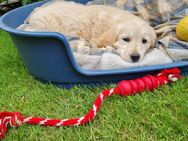Golden Retriverwelpen - Hohen Viecheln
