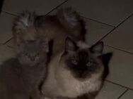 Kleiner Bunter Ragdoll-BKH-Mix sucht Familie.. - Berlin Marzahn-Hellersdorf