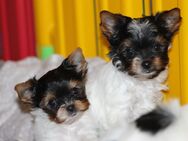 kleinbleibende Biewer Yorkshire Terrier Babys - Mitterteich