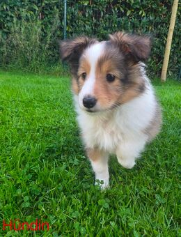 Wunderschöne Sheltie-Welpen aus Körzucht - Edewecht