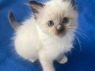 Reinrassige Ragdoll Kitten suchen neues Zuhause - Hamburg