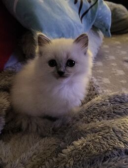 Siam- Türkisch Angora- Mix - Kitten - Völklingen