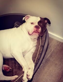 Thor sucht ein Für-immer-zuhause - Tessin