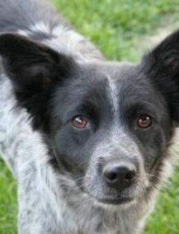 Tarja ♥️ sanfte Hündin - Kallmünz