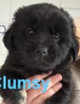 Clumsy - ein richtiges kleines Wunder - Berlin