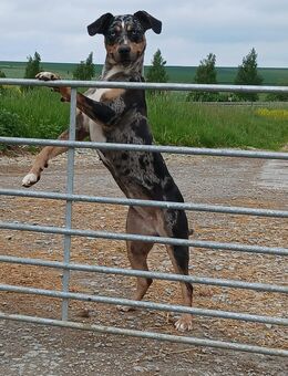 Louisiana Catahoula Leopard Dog Hündin - Hamburg