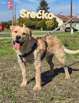 Srecko, freundlicher und aufgeschlossen - Linden (Hessen)
