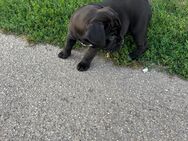 Englische Bulldogge Cane Coros Welpen Mix - Speyer