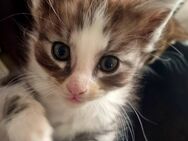 Maine Coon Kitten Mix - Grimma