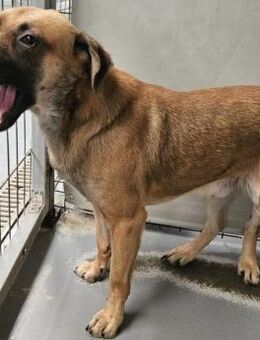 Gnadenbrotplatz gesucht - Gamdschie - Weilheim (Oberbayern)