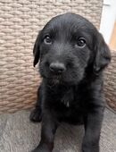 Zuckersüße Hündin sucht eine Familie in 66115