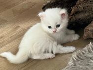 Britisch Langhaar Kitten in weiss - Rothenburg (Tauber)
