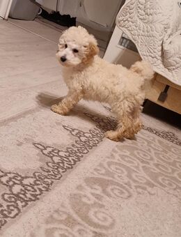 Zwergpudel Rüde - Minden (Nordrhein-Westfalen)