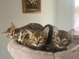 Reinrassige Bengal kitten 2 Junge und eine Mädchen in 35576