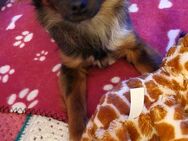 Chihuahua zwergspitz zu verkaufen - Ruhland