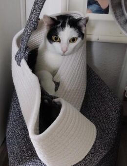 Zarte Schmusekatze Luna - Kallmünz