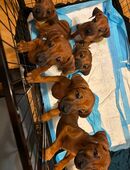 Rhodesien Ridgeback Welpen in 80687